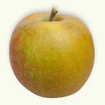 Boskoop