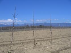 Plantation 