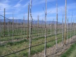 Plantation 