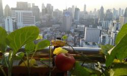 Pommes en voyage